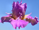 Horny Lorri - tall bearded Iris