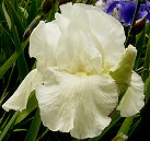 I Do - fragrant reblooming tall bearded Iris