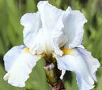 Iceland - fragrant reblooming tall bearded Iris