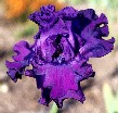 Inaugural Ball - reblooming tall bearded Iris