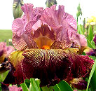 It Happens - tall bearded Iris