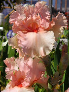 Larue Boswell - tall bearded Iris