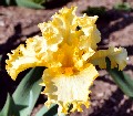 Lacy Moon - fragrant tall bearded Iris