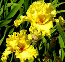 Lacy Primrose - tall bearded Iris