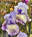 Lady Essex - fragrant reblooming tall bearded Iris