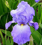 Lake Reprise - reblooming tall bearded Iris