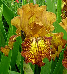 Lightning Streak - reblooming tall bearded Iris