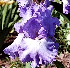 Lingering Melody - tall bearded Iris