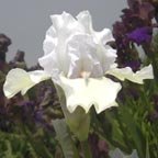 Luciole - tall bearded Iris