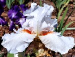 Lurid - tall bearded Iris