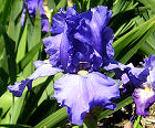 Marge M - fragrant tall bearded Iris