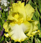 Mescal - fragrant tall bearded Iris