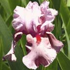 Miss Sara - tall bearded Iris