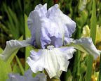 Misty Twilight - fragrant reblooming tall bearded Iris