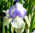 Mme. Chereau - tall bearded Iris