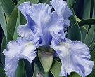 Morwenna - fragrant tall bearded Iris
