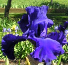 Navy Blues - tall bearded Iris