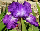 Oba Oba - tall bearded Iris