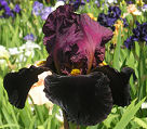 Occult - tall bearded Iris