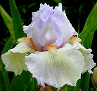 Opal's Legacy - tall bearded Iris