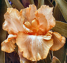 Orange Flirt - tall bearded Iris