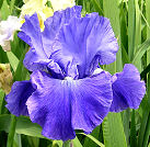 Oretta's Shadow - tall bearded Iris