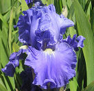 Pacific Destiny - fragrant tall bearded Iris