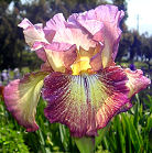 Paprika Fono's - reblooming tall bearded Iris