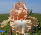 Paradise Saved - reblooming tall bearded Iris