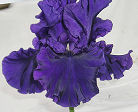 Pat Loughran - tall bearded Iris