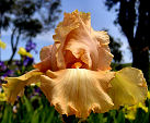 Peach Brandy - Rebloom tall bearded Iris
