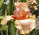 Peach Reprise - reblooming Border bearded Iris