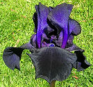 Phantom Masquerade - tall bearded Iris