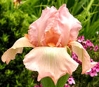 Pink Design - tall bearded Iris