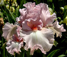 Pink Starlet - tall bearded Iris