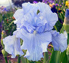 Powder Blue Cadillac - tall bearded Iris