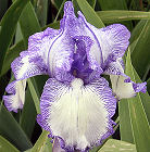 Prince of Earl - reblooming tall bearded Iris