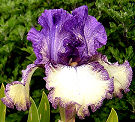 Progressive Attitude - fragrant reblooming tall bearded Iris