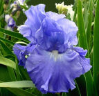 Rainy Falls - reblooming tall bearded Iris