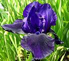 Ravenwood - reblooming tall bearded Iris