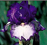 Redelta - reblooming tall bearded Iris