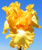 Replay - reblooming tall bearded Iris