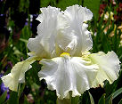 Returning Chameleon - fragrant reblooming tall bearded Iris