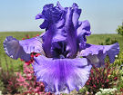Rite Of Spring - reblooming tall bearded Iris