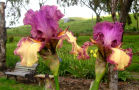 Rock Star - reblooming tall bearded Iris