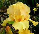 Roney's Encore - reblooming tall bearded Iris