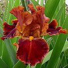 Rustler - fragrant reblooming tall bearded Iris