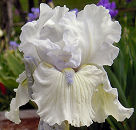 Sea World - fragrant reblooming tall bearded Iris