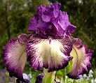 Somersault - tall bearded Iris