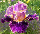 Spirit World - fragrant tall bearded Iris